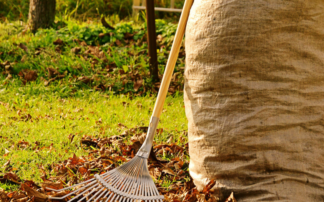 Quoi faire avec les feuilles au sol?