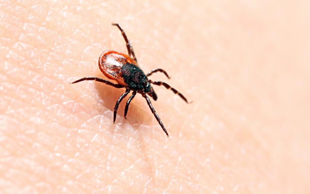 LA MALADIE DE LYME