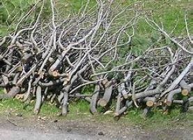 COLLECTE DE BRANCHES – Semaine du 5 juin 2023