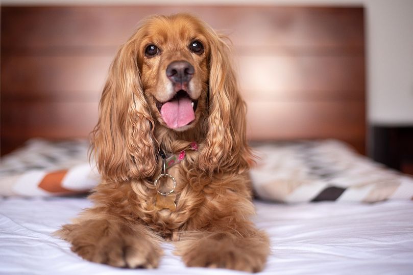 Médailles de chien 2025 | Rappel