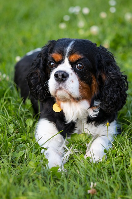 Médailles de chien – Enregistrement pour 2024