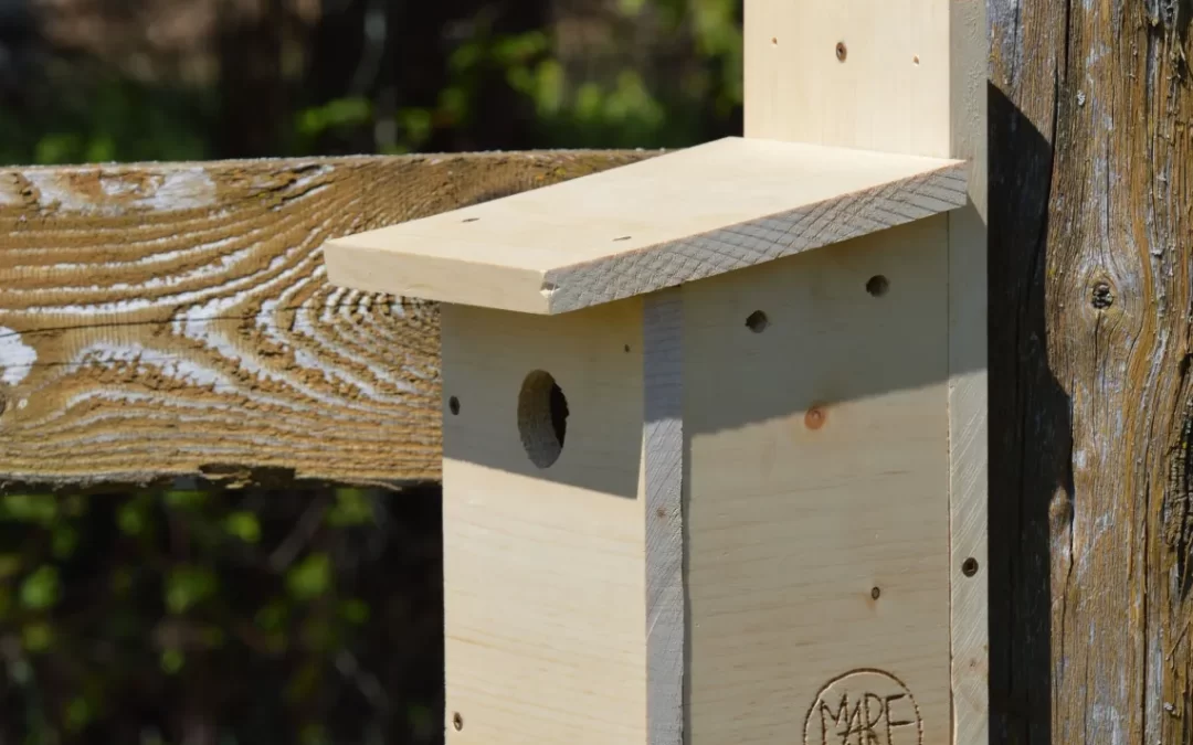 ACTIVITÉ | Nichoir à oiseaux