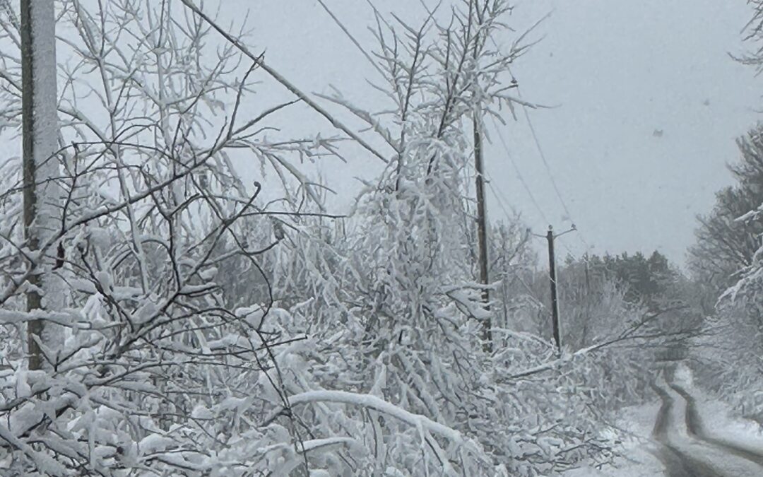 Suivi de la tempête printanière du 4 avril 2024 | Ramassage des branches