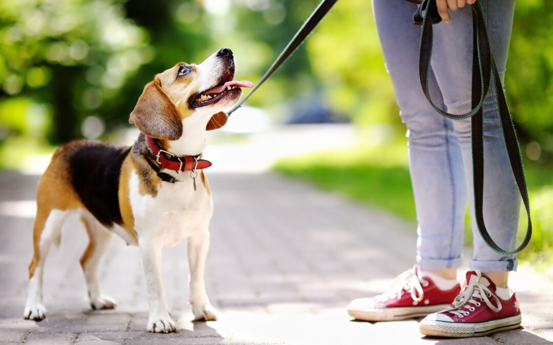 Propriétaires de chien(s) | Règles de bonne conduite